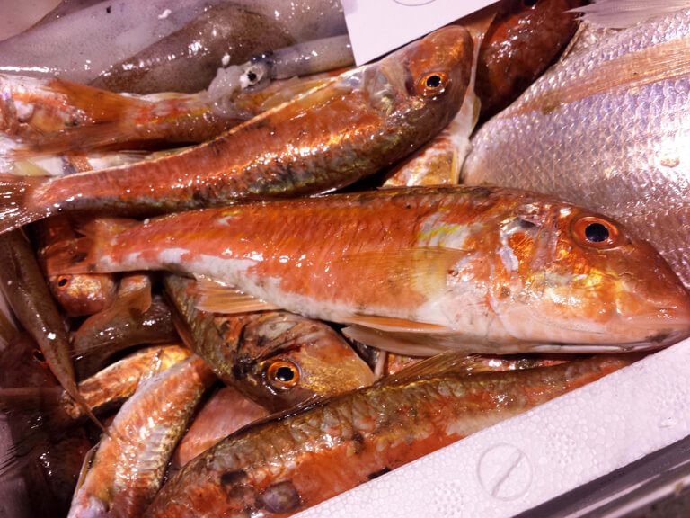 RED MULLET