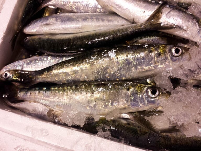 SARDINE